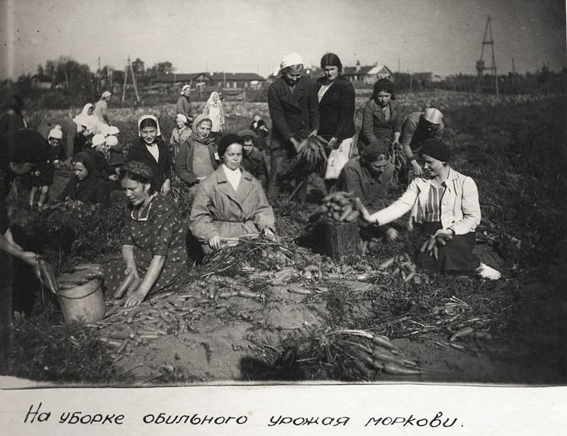 uborka-morkovi